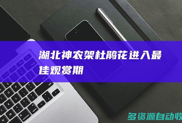 湖北神农架杜鹃花进入最佳观赏期