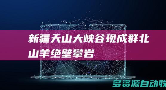 新疆天山大峡谷现成群北山羊绝壁攀岩