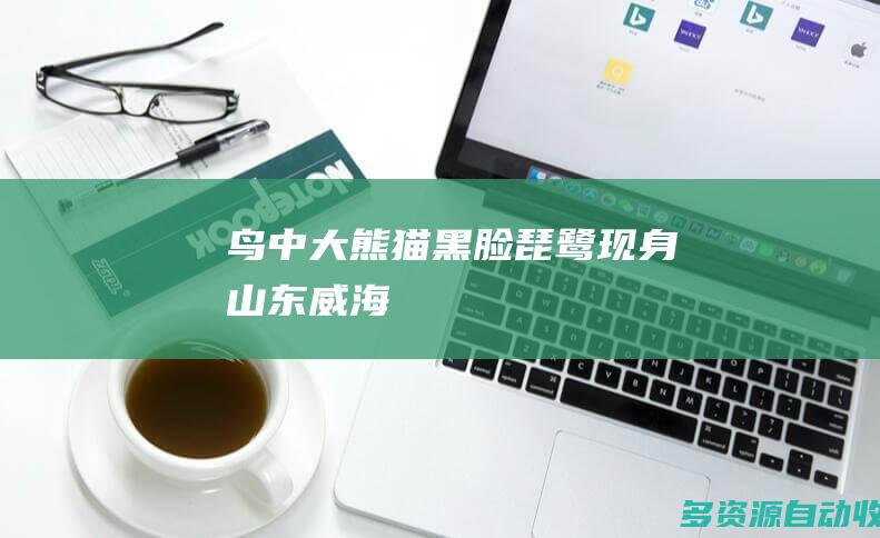 鸟中大熊猫黑脸琵鹭现身山东威海