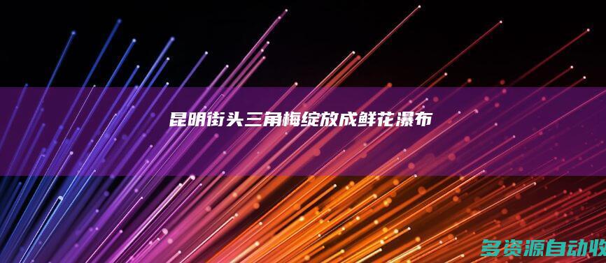 昆明街头三角梅绽放成鲜花瀑布
