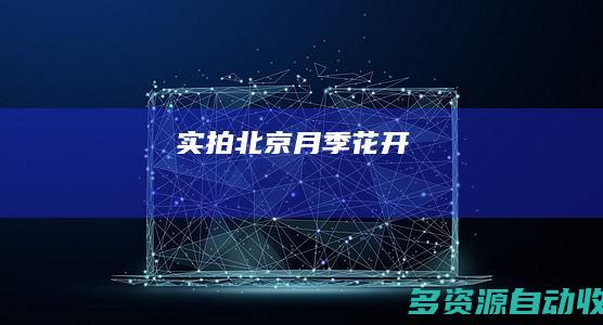 实拍北京月季花开