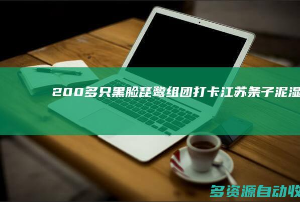 200多只黑脸琵鹭组团打卡江苏条子泥湿地